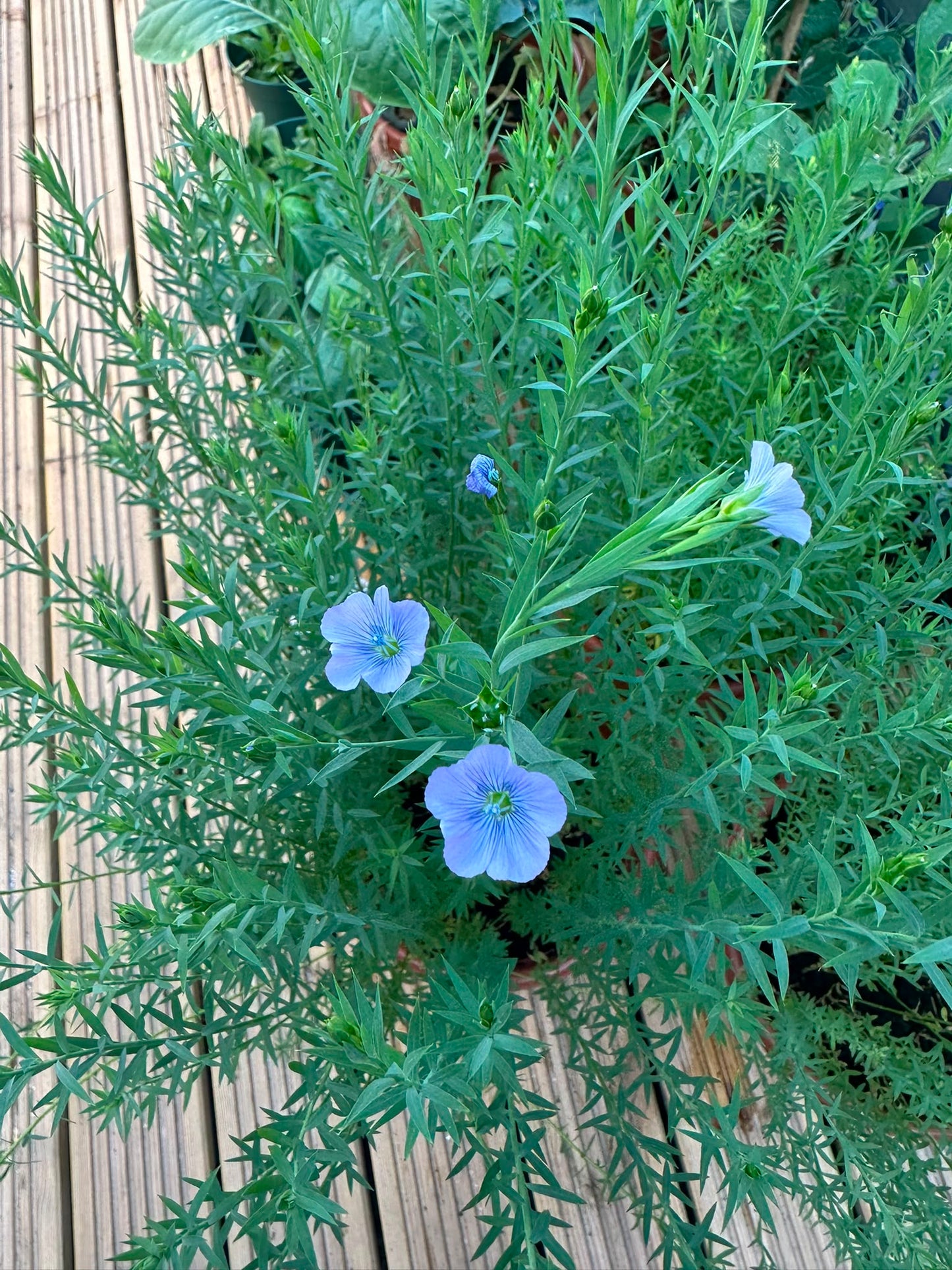 Urban Flax project - artist talk / Emily Hawkins - Wed 22July 6:30-7:30pm